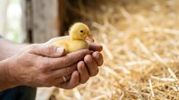 Young duckling resting in farmer's hands on straw farm background, representing poultry care, agriculture, and animal husbandry practices.
