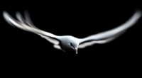 Graceful seagull with outstretched wings soaring against dark background, dramatic minimalist wildlife photography capturing bird in flight motion.