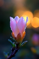 Delicate pink flower bud with morning dew drops against blurred golden bokeh background, soft natural lighting creates dreamy atmospheric nature macro photography.