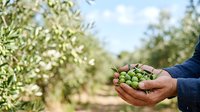 Close-up of farmer's hands holding fresh green olives during harvest season in orchard with trees in background.