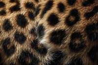 Close-up macro shot of natural leopard fur texture showing detailed spotted pattern with golden brown and black markings for wildlife and fashion design.