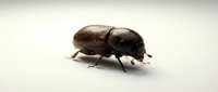 Brown beetle insect isolated on white background, suitable for educational materials, nature illustrations, scientific presentations, and design projects.