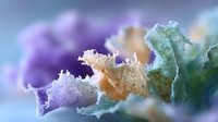 Delicate pastel-colored crystalline formations with intricate lacy edges create dreamy abstract macro composition against soft blurred background.