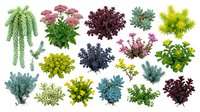 Collection of colorful aquatic plants and corals isolated on white background for aquarium design, marine biology education and underwater decoration.