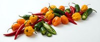 Colorful assortment of fresh hot chili peppers including habanero, jalapeno and cayenne varieties isolated on white background for culinary and cooking designs.