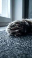 Close-up of a cat's paw with soft fur resting on gray carpet near a bright window, suitable for pet care and feline-themed designs.