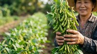 Mature woman farmer harvesting fresh green soybeans in agricultural field during growing season for farming, agriculture, and harvest concepts.