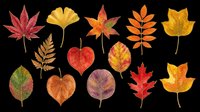 Autumn leaves collection isolated on transparent background, ready for t-shirt design, clipart, stickers, sublimation and print-on-demand projects.
