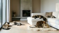Modern living room interior with multiple cats relaxing on white sofa and floor near fireplace creating cozy domestic atmosphere for pet lovers.