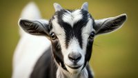 Young black and white goat kid with distinctive facial markings looking directly at camera against soft blurred background for farm and agriculture content.