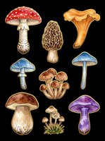 Watercolor mushroom clipart set with amanita, morel, chanterelle and more, isolated on transparent background. Great for stickers, t-shirt design, print on demand.