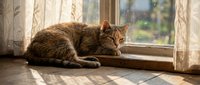 Tabby cat resting on a sunny wooden windowsill beside sheer curtains, warm natural light creating a cozy, peaceful home atmosphere.