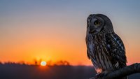 Little owl perched on branch during golden hour sunset with warm orange sky background creating peaceful wildlife scene for nature photography.