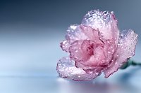 Delicate pink crystalline flower formation with frost-like texture against soft blue background, showcasing natural mineral growth patterns and light refraction.