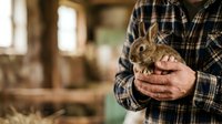 Farmer in plaid shirt holding small rabbit in hands at barn, agricultural livestock care and rural farming concept for agricultural industry.