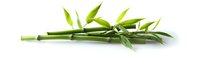 Fresh green bamboo stems with young leaves isolated on white background, natural zen decoration element for spa and wellness design.