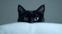 Curious black cat with bright blue eyes peeking over white surface against gray background, creating mysterious and playful mood for pet photography and social media content.