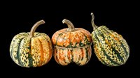 Three colorful decorative gourds isolated on transparent background, ready for fall harvest clipart, T-shirt design, stickers, sublimation, and print on demand projects.