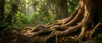 Ancient tree roots spreading across forest floor with moss and ferns in dappled sunlight creating mystical woodland atmosphere for nature backgrounds.