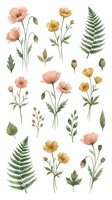 Watercolor botanical elements with pink poppies, yellow buttercups and green fern leaves isolated on white background for floral design projects.