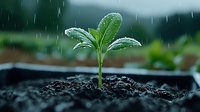 Young green seedling growing in fertile soil during rain shower, with water drops on leaves against dark background. Nature awakening and new life concept.