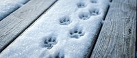 Animal paw prints in fresh snow on wooden deck surface, winter wildlife tracking and outdoor nature scene.