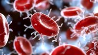 Red blood cells with spike proteins floating in plasma, microscopic medical visualization showing cellular structure and pathogen interaction in bloodstream. Medical research concept.