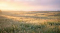 Golden wheat field at sunrise with soft morning light casting warm glow across rolling landscape, suitable for agricultural, nature, and background design projects.