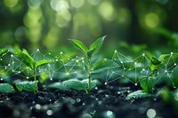 Young green plant seedling growing with digital network connection overlay on natural bokeh background, representing growth and technology fusion.