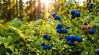 Fresh blueberries growing on bush in natural forest setting with warm golden sunlight filtering through trees creating bokeh background for healthy eating concepts.