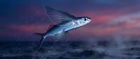 Flying fish leaping from ocean waves against dramatic sunset sky with purple and pink clouds. Marine wildlife in natural habitat during golden hour.