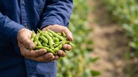 Farmer holding fresh green soybeans in hands at harvest time in agricultural field. Organic crop production and farming concept.