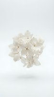 Delicate white pressed flowers cluster isolated on clean background for botanical art, wedding invitations, scrapbooking and natural design projects.
