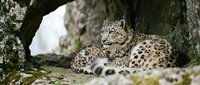 Snow leopard resting on rocky mountain ledge in natural habitat. Wild cat with spotted fur pattern lying peacefully among stone formations in alpine environment.