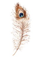 Isolated peacock feather with distinctive eye marking and delicate barbs in warm brown and gold tones, ready for design projects, textiles, and decorative applications.