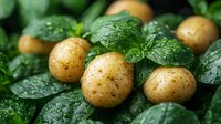 Fresh young potatoes with water drops on green wet mint leaves, macro food photography in natural light, organic farm produce background.