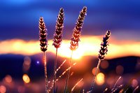 Silhouettes of wheat stalks against dramatic sunset sky with golden bokeh lights creating dreamy rural atmosphere. Nature photography for peaceful mood.