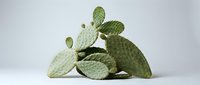 Green prickly pear cactus pads arranged in artistic composition on white background. Desert succulent plant for home decor and botanical design projects.