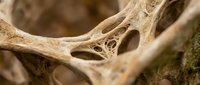 Intricate natural bone structure with organic holes and weathered texture, showcasing nature's sculptural artistry in warm earth tones for scientific study.