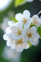 Delicate white cherry blossoms with dewdrops glistening in morning light against soft green bokeh background, creating serene spring atmosphere.