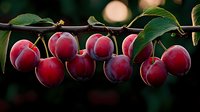 Fresh ripe red plums growing on tree branch with green leaves against dark background with soft bokeh lights, natural organic fruit harvest.