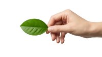 Hand holding fresh green leaf isolated on white background for eco-friendly design projects and environmental concepts.