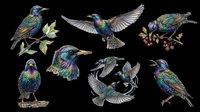 Iridescent starling birds set isolated on transparent background, ready for stickers, t-shirt design, clipart, print on demand, and sublimation projects.