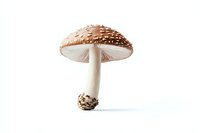 Amanita muscaria mushroom with brown spotted cap and white stem isolated on white background, detailed macro photography showing texture and patterns.