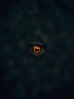 Close-up of an animal eye with striking amber iris and dark textured skin surrounding it against a black background. Suitable for wildlife, nature, and animal behavior content.