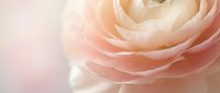 Soft pink ranunculus flower with delicate layered petals in dreamy pastel tones, romantic floral background for wedding invitations and feminine designs.