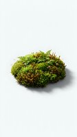 Isolated moss clump with vibrant green and brown tones on white background, ready for botanical design, nature graphics, and educational materials.