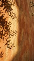Olive tree branch shadows cast on a warm terracotta stucco wall in bright sunlight, creating a natural, artistic pattern.