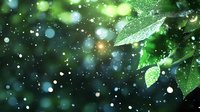 Fresh green leaves with morning dew drops against blurred natural bokeh background. Sparkling water droplets create magical atmosphere in garden setting.