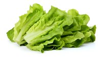 Fresh green lettuce leaves isolated on white background, crisp and vibrant romaine variety showing natural texture and layers, ready for food design projects.